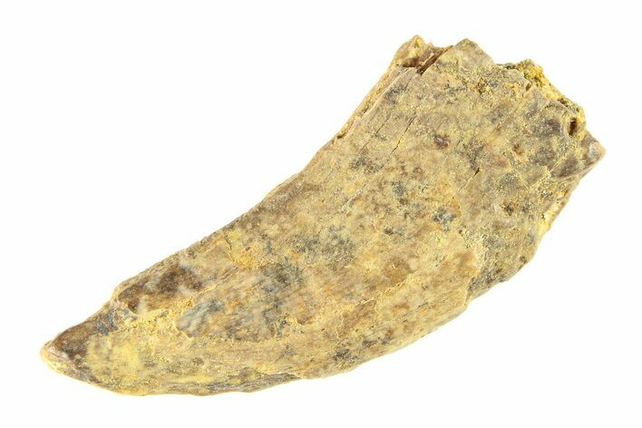 Fossil Tyrannosaur (Nanotyrannus?) Tooth - Wyoming #299765